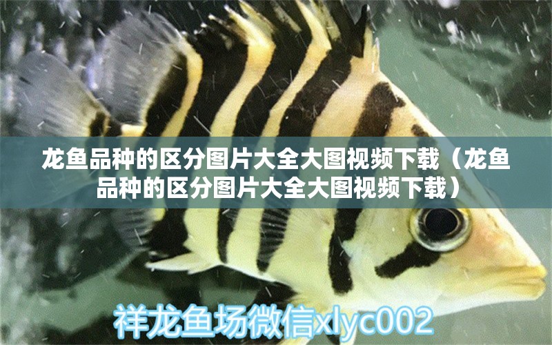 龍魚品種的區(qū)分圖片大全大圖視頻下載（龍魚品種的區(qū)分圖片大全大圖視頻下載）