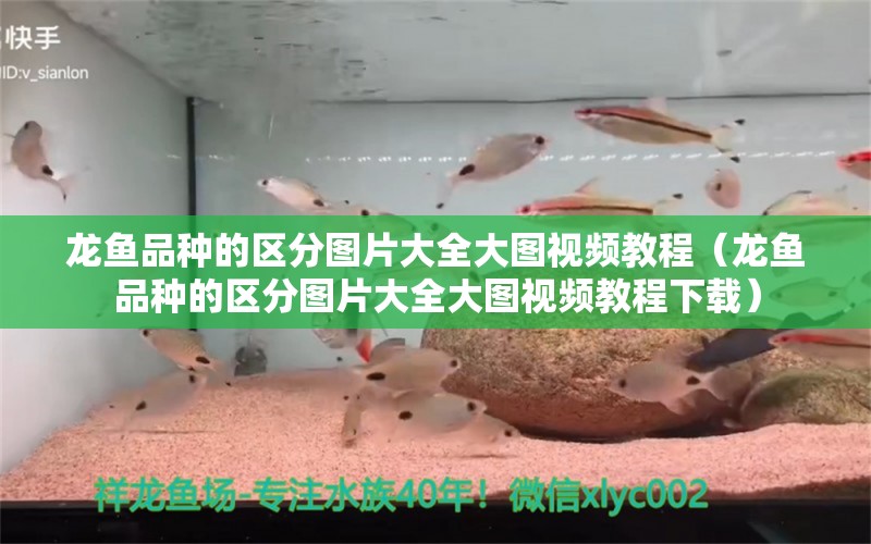 龍魚品種的區(qū)分圖片大全大圖視頻教程（龍魚品種的區(qū)分圖片大全大圖視頻教程下載）