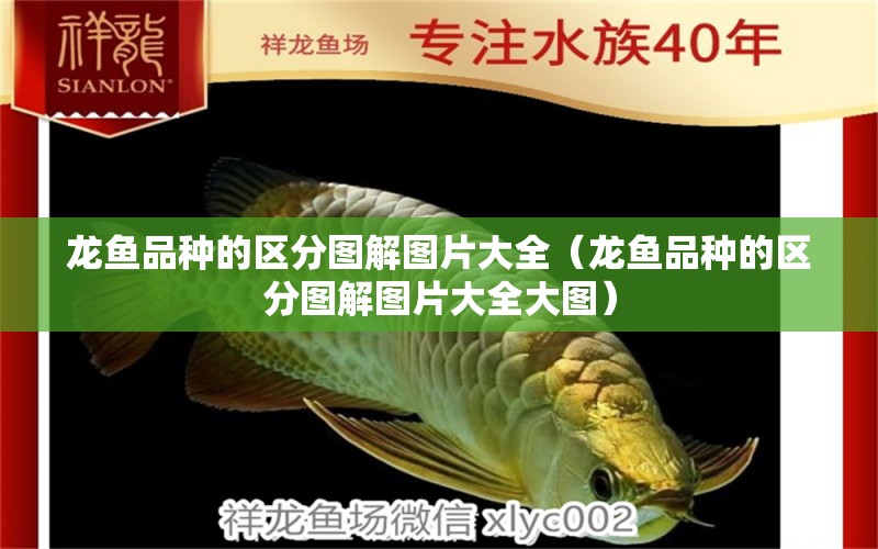 龍魚(yú)品種的區(qū)分圖解圖片大全（龍魚(yú)品種的區(qū)分圖解圖片大全大圖）