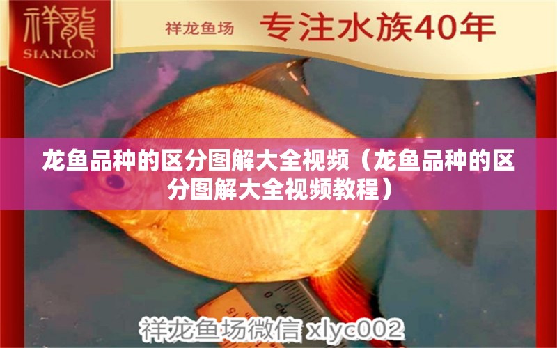 龍魚(yú)品種的區(qū)分圖解大全視頻（龍魚(yú)品種的區(qū)分圖解大全視頻教程）