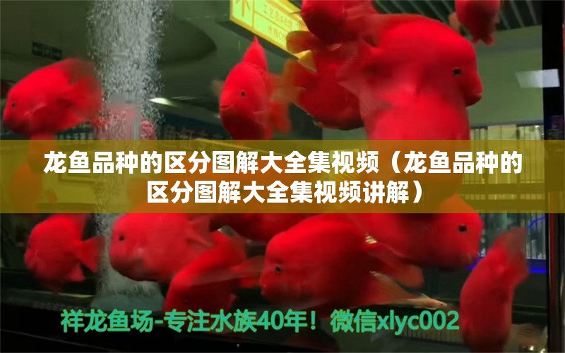 龍魚品種的區(qū)分圖解大全集視頻（龍魚品種的區(qū)分圖解大全集視頻講解）