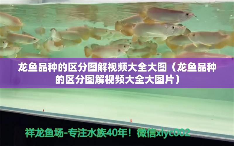 龍魚品種的區(qū)分圖解視頻大全大圖（龍魚品種的區(qū)分圖解視頻大全大圖片） 龍魚疾病與治療