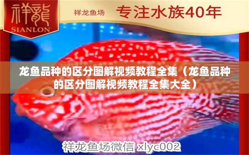 龍魚品種的區(qū)分圖解視頻教程全集（龍魚品種的區(qū)分圖解視頻教程全集大全） 龍魚疾病與治療