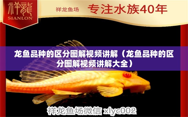 龍魚品種的區(qū)分圖解視頻講解（龍魚品種的區(qū)分圖解視頻講解大全） 龍魚疾病與治療