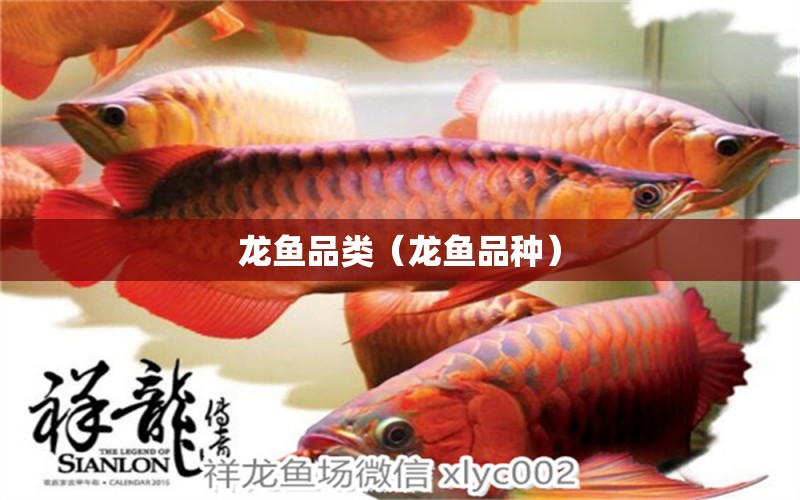 龍魚(yú)品類(lèi)（龍魚(yú)品種）