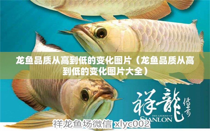 龍魚品質從高到低的變化圖片（龍魚品質從高到低的變化圖片大全）