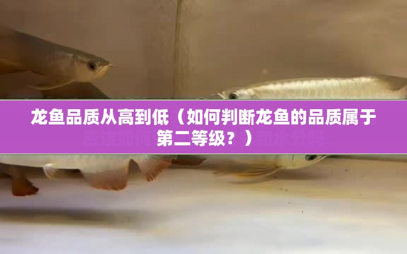 龍魚品質(zhì)從高到低（如何判斷龍魚的品質(zhì)屬于第二等級？） 水族問答 第1張