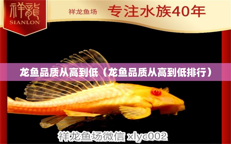 龍魚品質(zhì)從高到低（龍魚品質(zhì)從高到低排行） 養(yǎng)魚知識(shí)