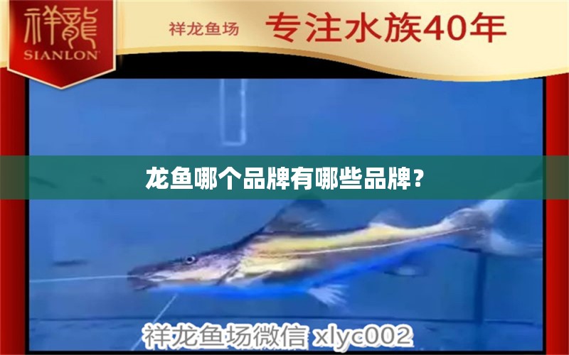 龍魚哪個品牌有哪些品牌？ 養(yǎng)魚知識 第1張