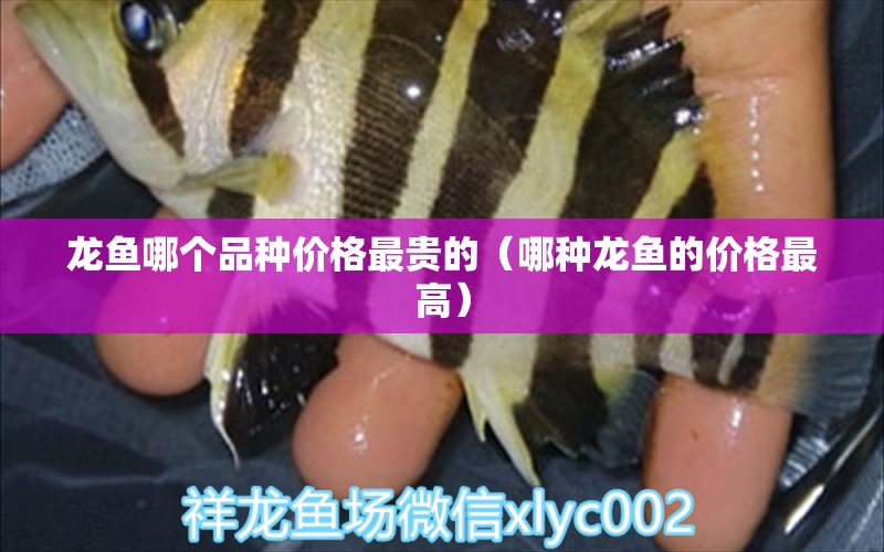 龍魚哪個品種價格最貴的（哪種龍魚的價格最高）