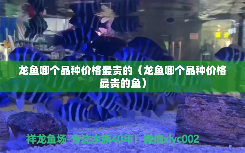 龍魚哪個(gè)品種價(jià)格最貴的（龍魚哪個(gè)品種價(jià)格最貴的魚） 廣州龍魚批發(fā)市場