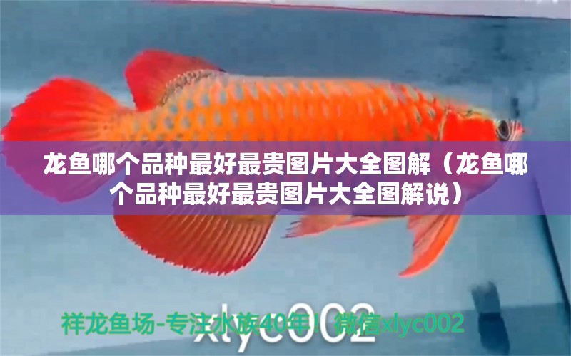 龍魚哪個品種最好最貴圖片大全圖解（龍魚哪個品種最好最貴圖片大全圖解說）