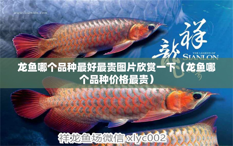 龍魚哪個(gè)品種最好最貴圖片欣賞一下（龍魚哪個(gè)品種價(jià)格最貴）