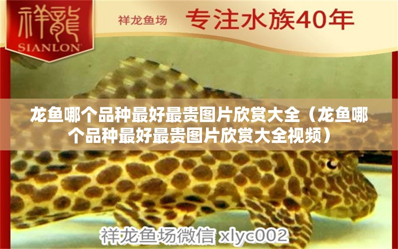 龍魚哪個品種最好最貴圖片欣賞大全（龍魚哪個品種最好最貴圖片欣賞大全視頻）