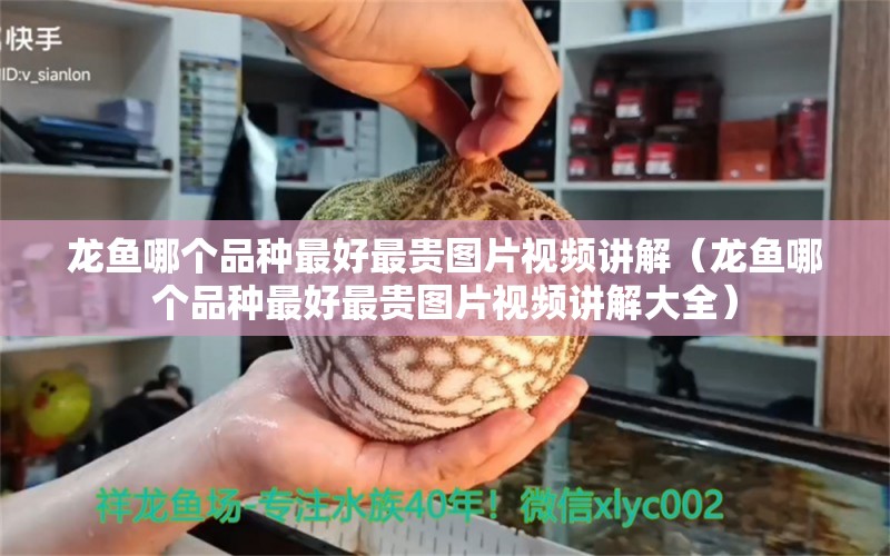 龍魚哪個品種最好最貴圖片視頻講解（龍魚哪個品種最好最貴圖片視頻講解大全）