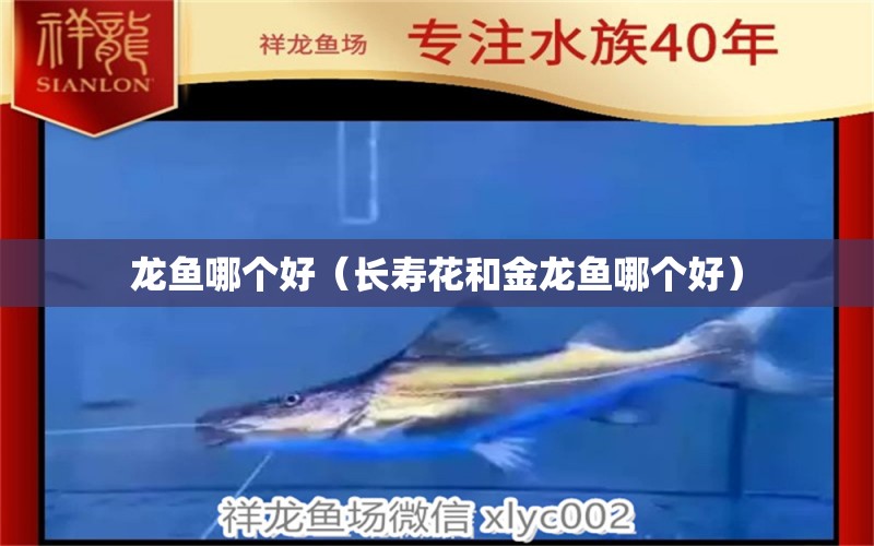 龍魚(yú)哪個(gè)好（長(zhǎng)壽花和金龍魚(yú)哪個(gè)好） 廣州龍魚(yú)批發(fā)市場(chǎng)