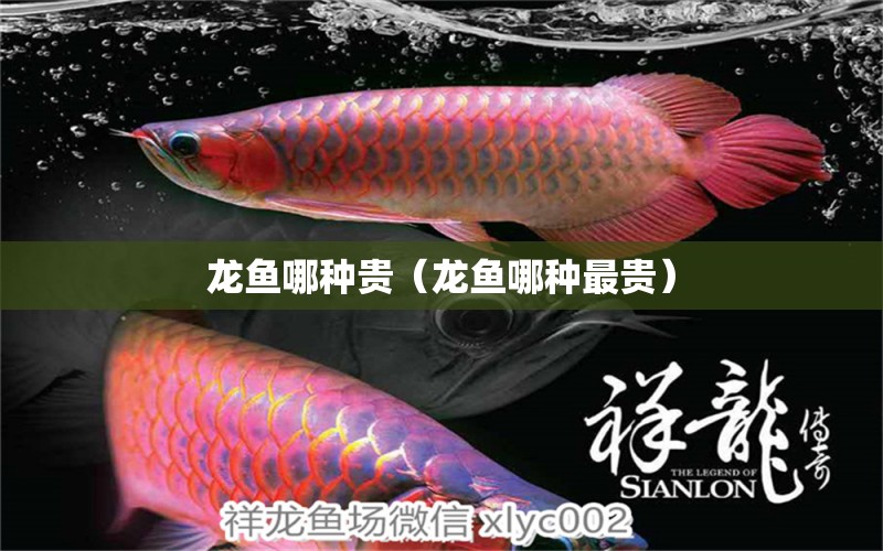 龍魚哪種貴（龍魚哪種最貴）