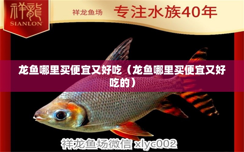 龍魚(yú)哪里買(mǎi)便宜又好吃（龍魚(yú)哪里買(mǎi)便宜又好吃的）