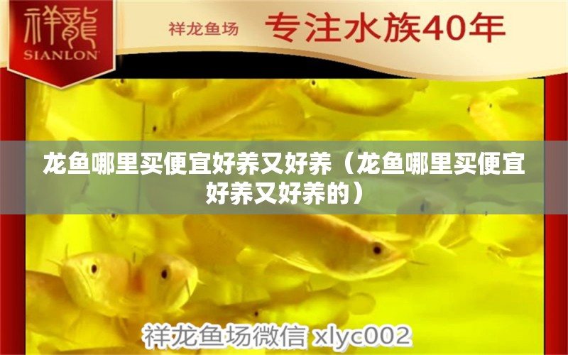 龍魚(yú)哪里買便宜好養(yǎng)又好養(yǎng)（龍魚(yú)哪里買便宜好養(yǎng)又好養(yǎng)的）