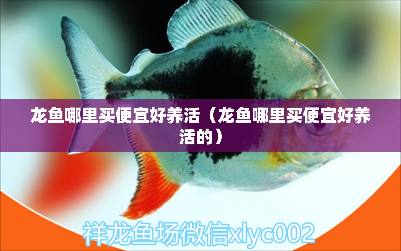 龍魚哪里買便宜好養(yǎng)活（龍魚哪里買便宜好養(yǎng)活的） 龍魚疾病與治療