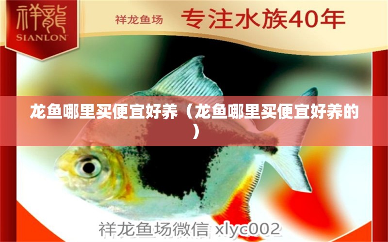 龍魚哪里買便宜好養(yǎng)（龍魚哪里買便宜好養(yǎng)的） 廣州龍魚批發(fā)市場