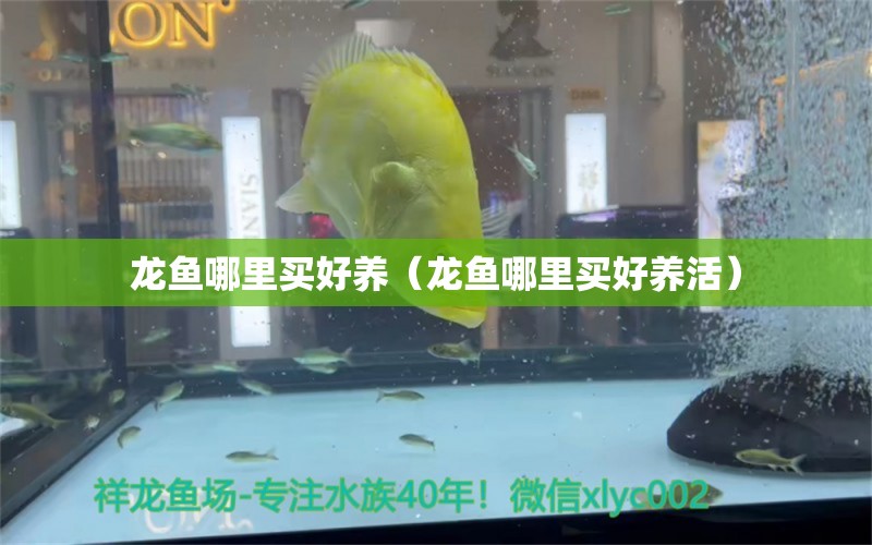 龍魚哪里買好養(yǎng)（龍魚哪里買好養(yǎng)活）