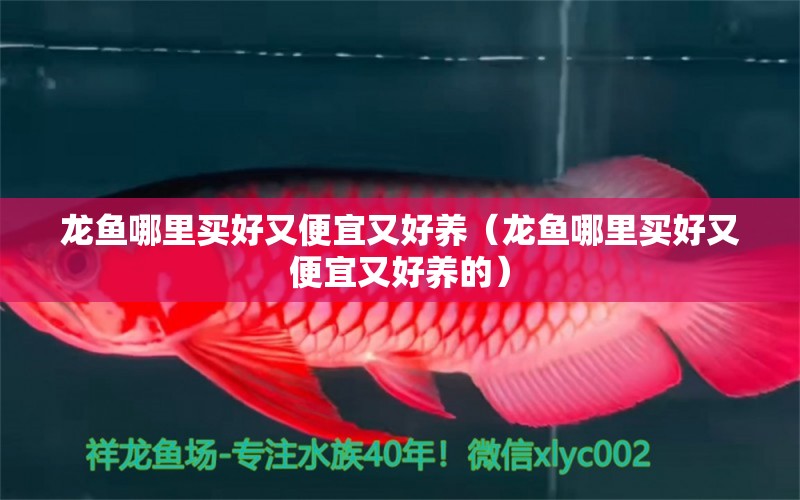 龍魚(yú)哪里買(mǎi)好又便宜又好養(yǎng)（龍魚(yú)哪里買(mǎi)好又便宜又好養(yǎng)的） 祥龍水族醫(yī)院