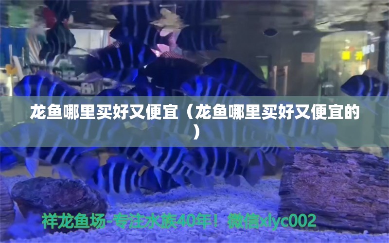 龍魚哪里買好又便宜（龍魚哪里買好又便宜的） 野生埃及神仙魚