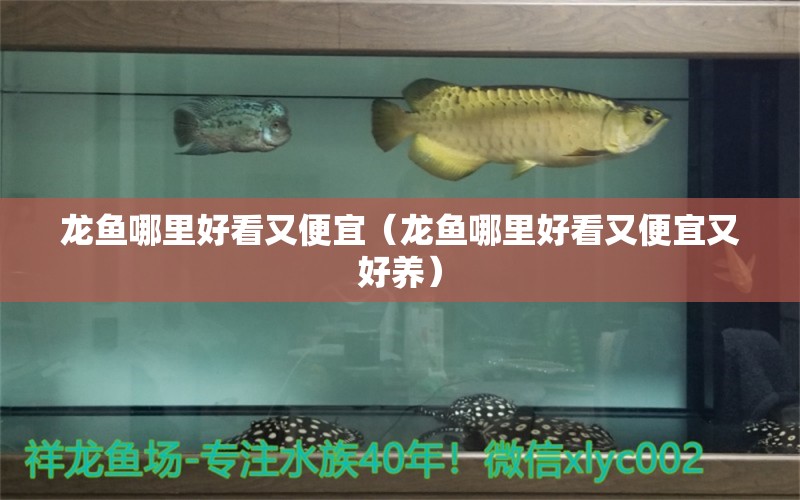 龍魚(yú)哪里好看又便宜（龍魚(yú)哪里好看又便宜又好養(yǎng)） 廣州龍魚(yú)批發(fā)市場(chǎng)