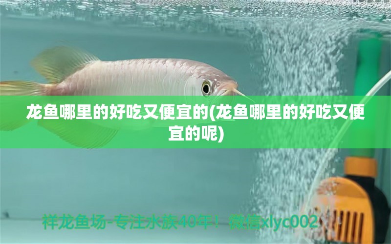 龍魚(yú)哪里的好吃又便宜的(龍魚(yú)哪里的好吃又便宜的呢)