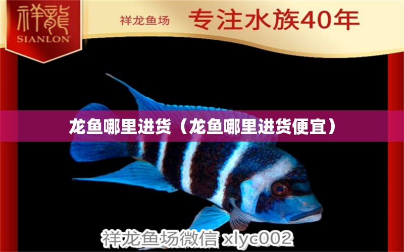 龍魚哪里進貨（龍魚哪里進貨便宜） 廣州龍魚批發(fā)市場