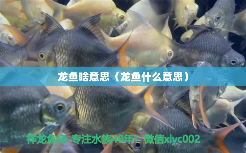 龍魚(yú)啥意思（龍魚(yú)什么意思） 廣州龍魚(yú)批發(fā)市場(chǎng) 第1張