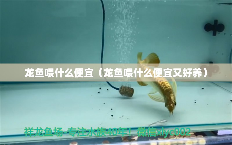 龍魚喂什么便宜（龍魚喂什么便宜又好養(yǎng)）