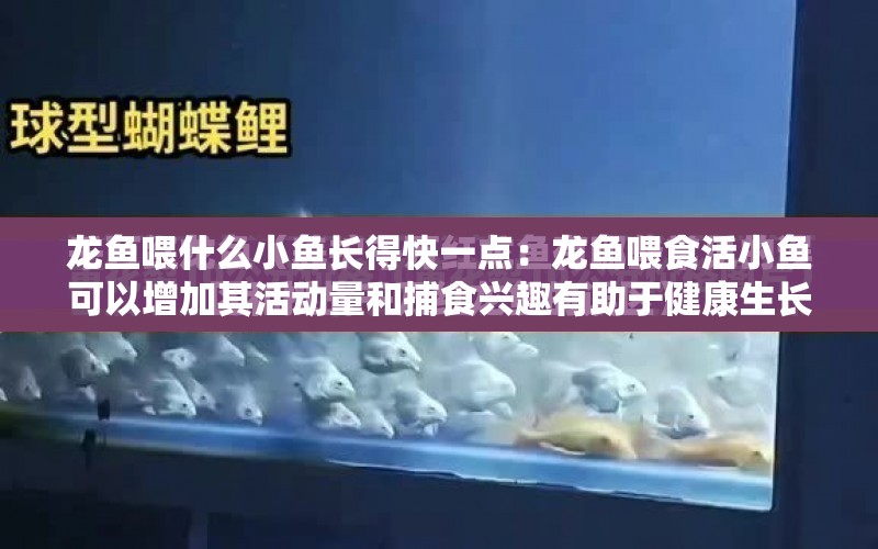 龍魚喂什么小魚長得快一點：龍魚喂食活小魚可以增加其活動量和捕食興趣有助于健康生長 水族問答