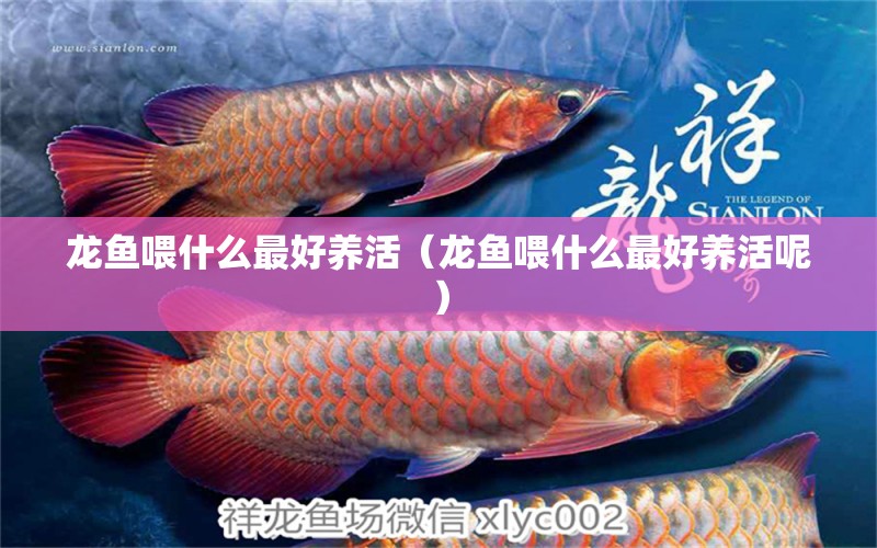 龍魚喂什么最好養(yǎng)活（龍魚喂什么最好養(yǎng)活呢）