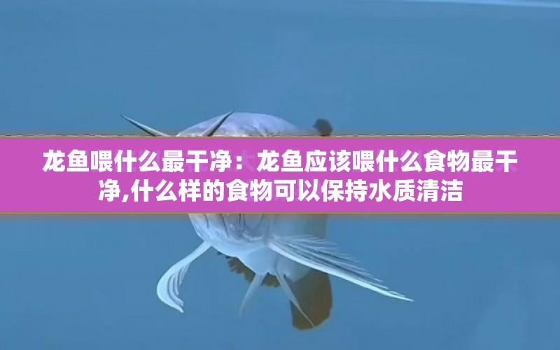 龍魚喂什么最干凈：龍魚應該喂什么食物最干凈,什么樣的食物可以保持水質(zhì)清潔 水族問答