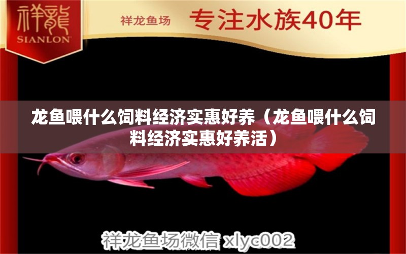 龍魚喂什么飼料經(jīng)濟(jì)實(shí)惠好養(yǎng)（龍魚喂什么飼料經(jīng)濟(jì)實(shí)惠好養(yǎng)活）