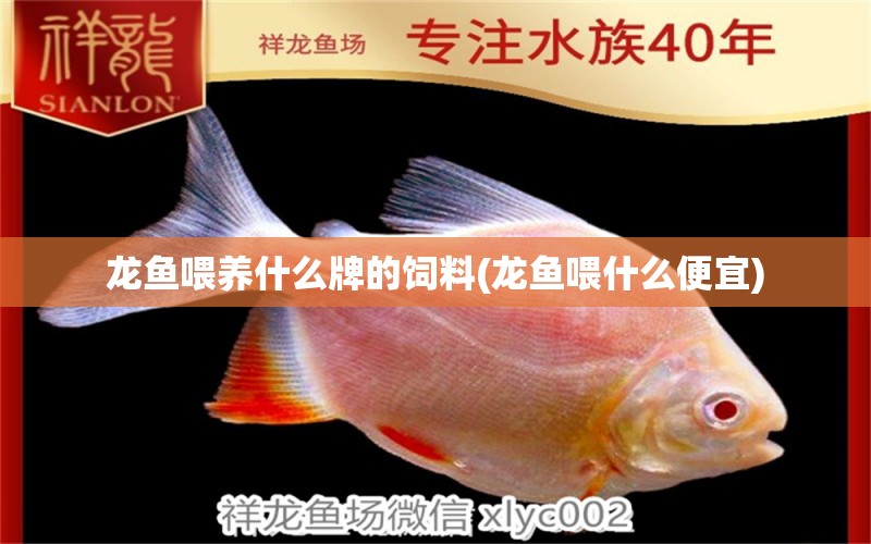 龍魚喂養(yǎng)什么牌的飼料(龍魚喂什么便宜)