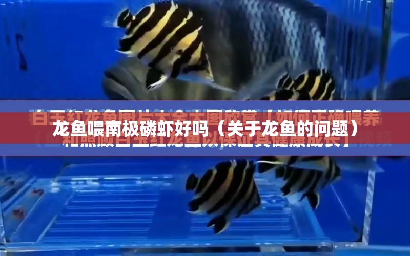 龍魚喂南極磷蝦好嗎（關于龍魚的問題） 水族問答 第1張