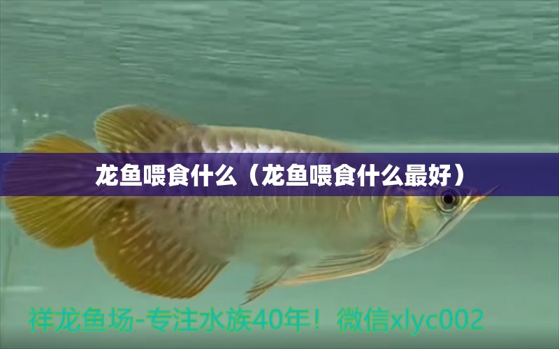 龍魚喂食什么（龍魚喂食什么最好） 龍魚疾病與治療