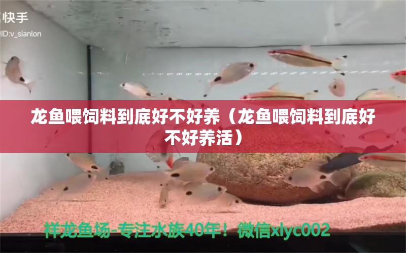 龍魚喂飼料到底好不好養(yǎng)（龍魚喂飼料到底好不好養(yǎng)活）