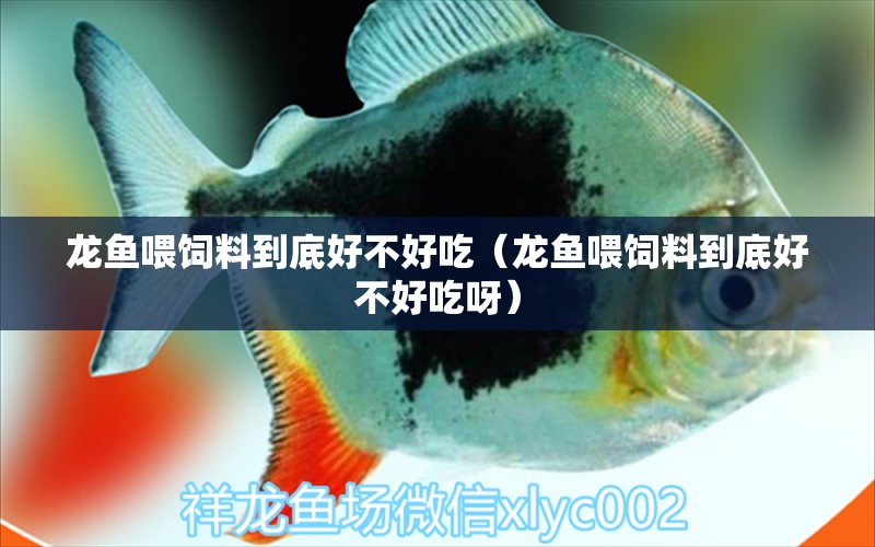 龍魚(yú)喂飼料到底好不好吃（龍魚(yú)喂飼料到底好不好吃呀） 龍魚(yú)疾病與治療