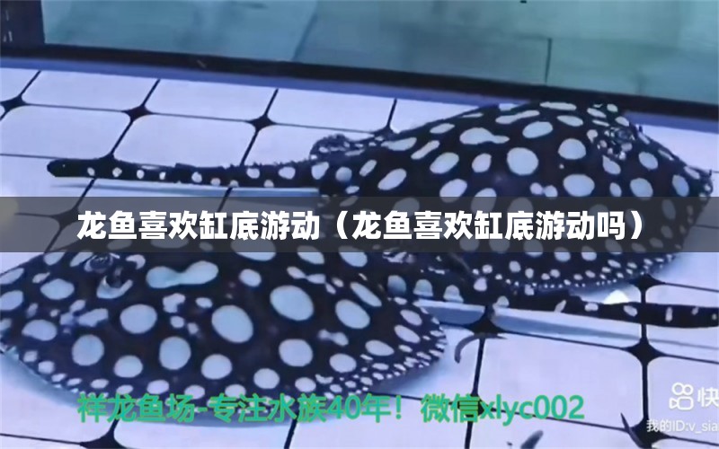 龍魚喜歡缸底游動（龍魚喜歡缸底游動嗎） 廣州龍魚批發(fā)市場