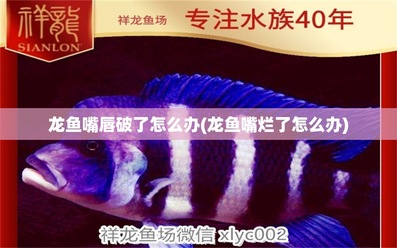 龍魚嘴唇破了怎么辦(龍魚嘴爛了怎么辦)