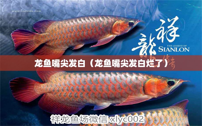 龍魚嘴尖發(fā)白（龍魚嘴尖發(fā)白爛了） 龍魚疾病與治療