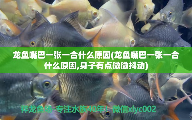 龍魚嘴巴一張一合什么原因(龍魚嘴巴一張一合什么原因,身子有點(diǎn)微微抖動(dòng)) 祥龍傳奇品牌魚缸