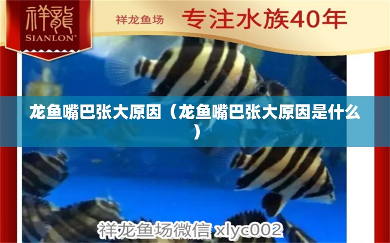 龍魚嘴巴張大原因（龍魚嘴巴張大原因是什么） 龍魚疾病與治療