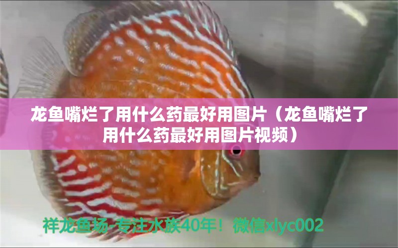 龍魚嘴爛了用什么藥最好用圖片（龍魚嘴爛了用什么藥最好用圖片視頻） 廣州龍魚批發(fā)市場