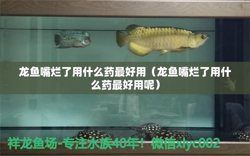 龍魚(yú)嘴爛了用什么藥最好用（龍魚(yú)嘴爛了用什么藥最好用呢） 廣州龍魚(yú)批發(fā)市場(chǎng)