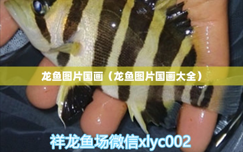 龍魚圖片國畫（龍魚圖片國畫大全）